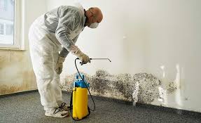 Best Mold Removal for HVAC Installations in Norwalk, OH