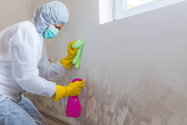 Best Real Estate Mold Inspection in Norwalk, OH