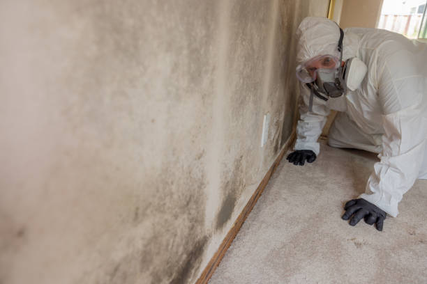  Norwalk, OH Mold Removal Pros