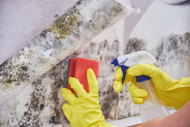 Best Asbestos and Lead Testing During Mold Inspection in Norwalk, OH